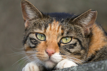 小猫 脸部特写