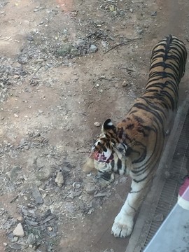 广州动物园老虎