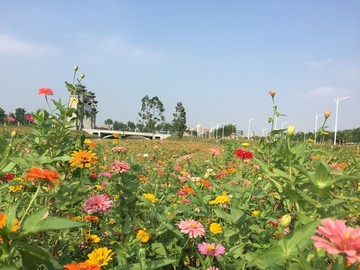 西樵山山脚花海