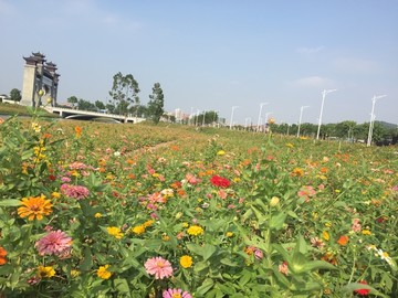 西樵山山脚花海