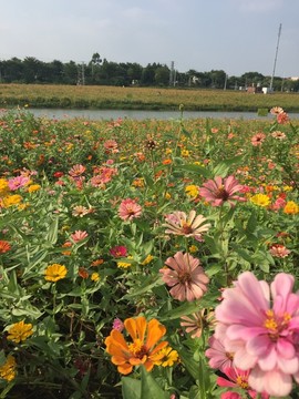 西樵山山脚花海