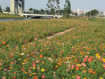 西樵山山脚花海