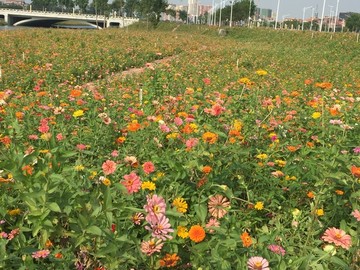 西樵山山脚花海