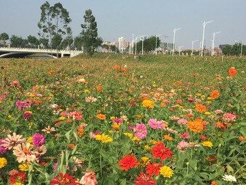 西樵山山脚花海