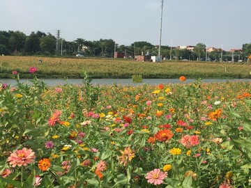 西樵山山脚花海