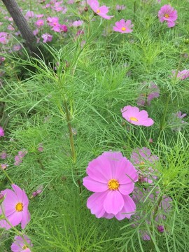 西樵环山花海