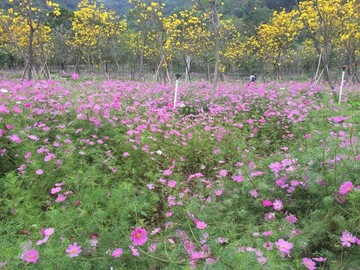 西樵环山花海