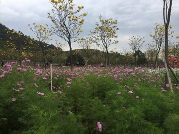 西樵环山花海