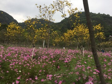 西樵环山花海