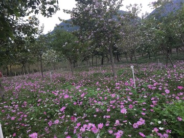 西樵环山花海