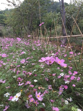 西樵环山花海