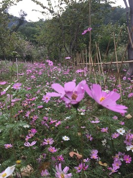 西樵环山花海