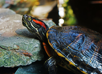 红耳巴西龟