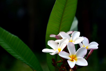 鸡蛋花