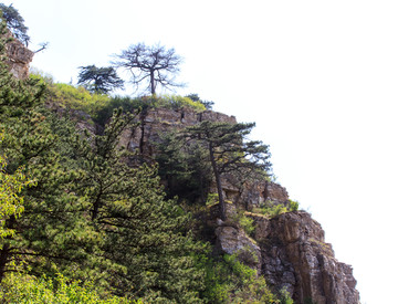 北岳恒山 恒山松