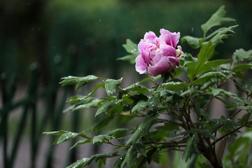 雨中牡丹