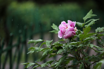 雨中牡丹