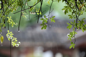 雨中花草