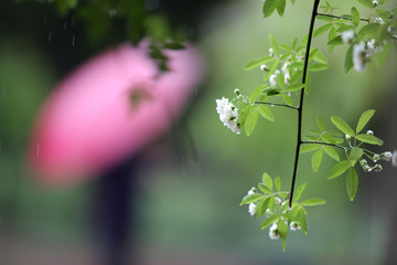 雨中即景