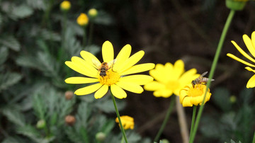 菊与蜂