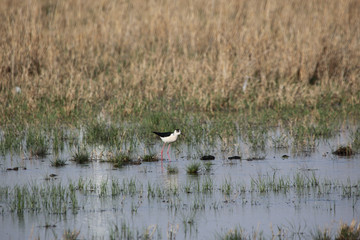 湿地 水鸟