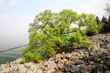 洱海边的景观树