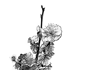 水墨桃花裝飾畫