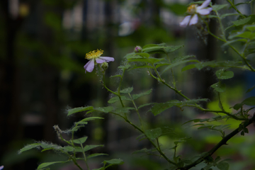 蔷薇花