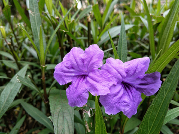 蓝花草