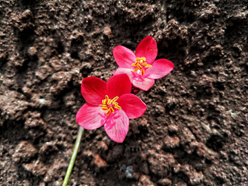 变叶珊瑚花