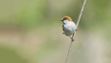 山麻雀