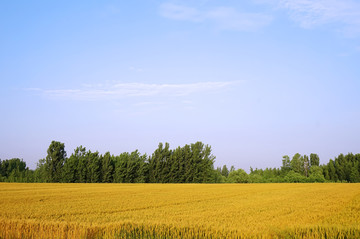 小麦 麦田