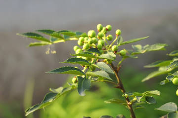 花椒