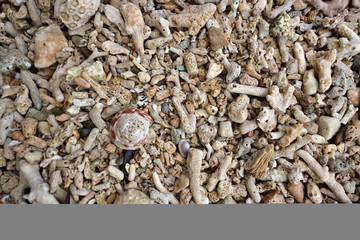 沙滩碎珊瑚石8