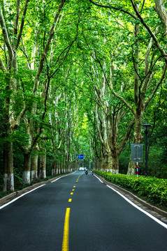 中山陵森林道路