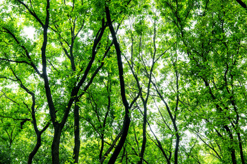 森林绿树