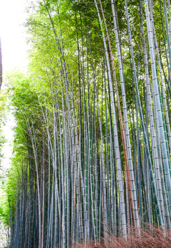 岚山竹林