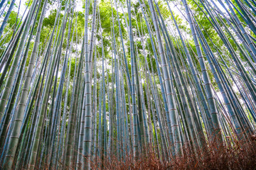 岚山竹林