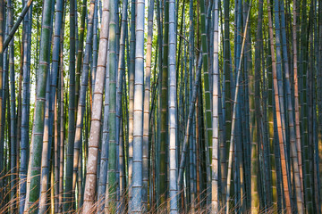 岚山竹林