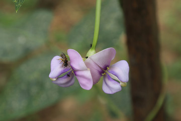 豆角花