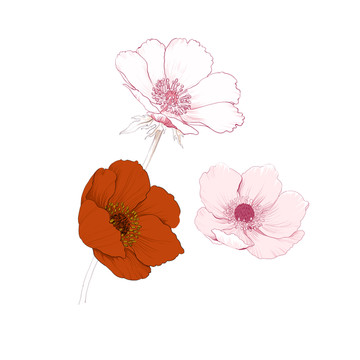 線描 野花