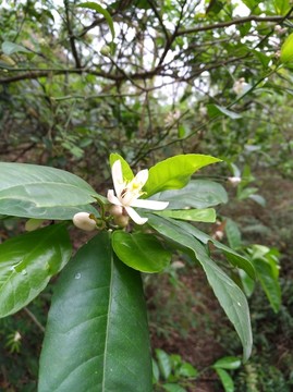 青柠花