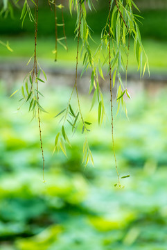 柳叶柳枝