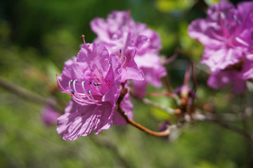 杜鹃花 花朵 花蕊