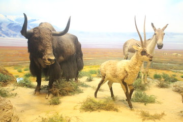 牛 野牛 动物园