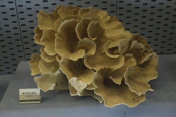 珊瑚 珊瑚标本 珊瑚素材