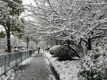 雪景 树木 下雪