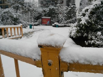 雪景 树木 下雪