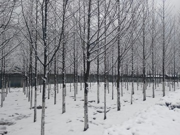 雪景 树木 下雪