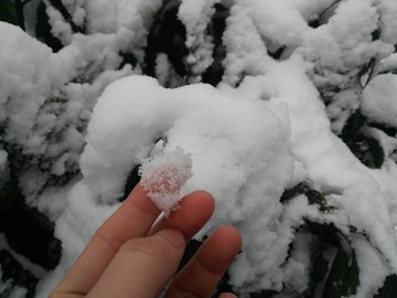 雪景 树木 下雪 特写雪